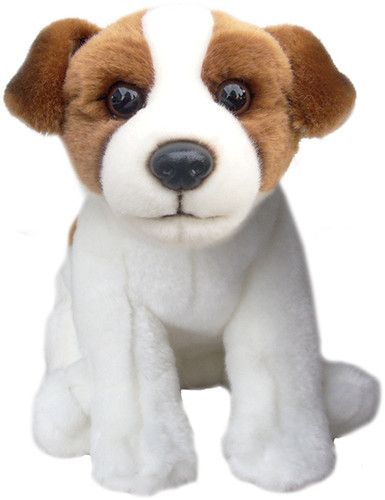 Jack russell terrier teddy - russell,