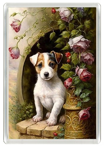 Jack russell terrier - russell, dog