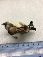 Jack Russell Terrier Dog