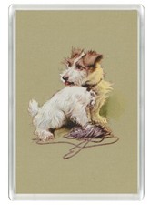 JACK RUSSELL TERRIER & WOOL