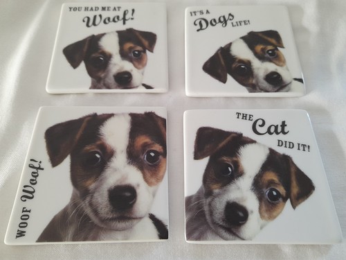 Jack russell terrier - terrier, puppy