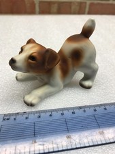 Jack Russell Terrier Dog