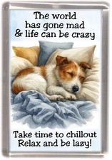 Jack Russell Terrier Rough