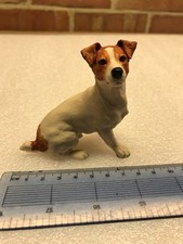 Jack Russell Terrier Dog