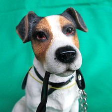 Jack Russell Terrier Dog
