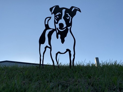 Jack russell terrier with tail - jack,