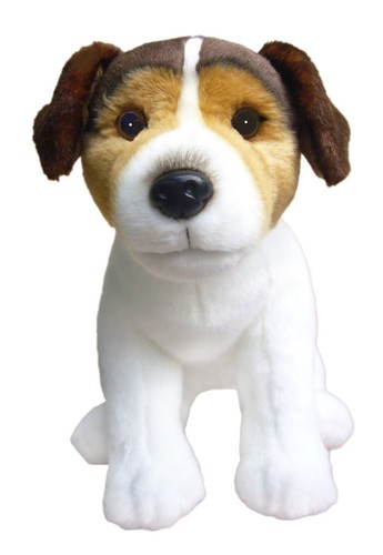 Jack russell tri coloured - jack,