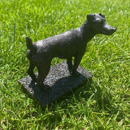 Jack russell terrier - russell,