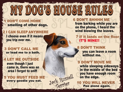 Jack russell terrier dog s - jack,