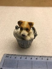 Jack Russell Terrier Dog