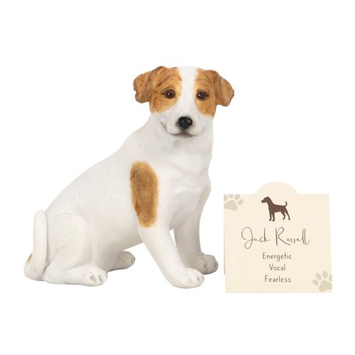 Jack russell terrier dog - jack,