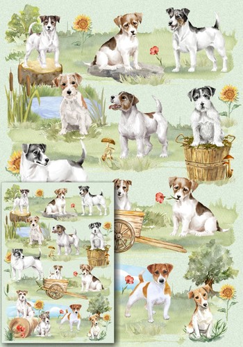 Jack russell terrier - russell, gift