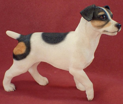 Jack russell dog - jack,
