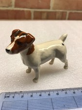Jack Russell Terrier Dog