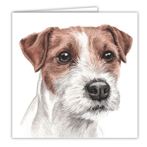 Parson jack russell - parson,